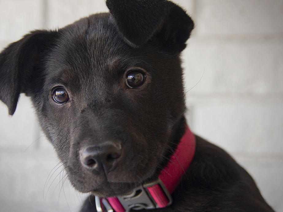 Close up of black lab mix puppy