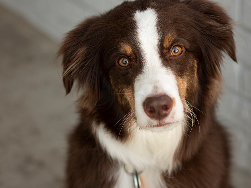Close up of Ozzie Lindeman, a brown and white Australian Shepherd.